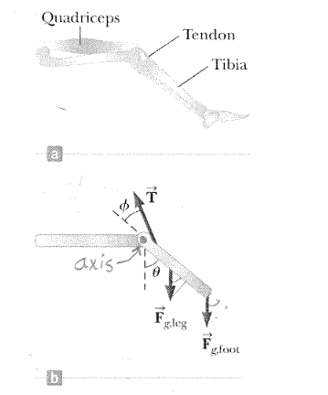 The large quadriceps muscle in the upper leg terminates at its lower end in a tendon attached to the upper end of the tibia. The forces on the lower leg when the leg is extended are modeled as in figure b, where $T$ is the force in the tendon, $F_{g,leg}$ is the gravitational force acting on the lower leg, and $F_{g,foot}$ is the gravitational force on the foot. Find $T$ when the tendon is at an angle of $\phi = 25^\circ$ with the tibia, assuming $F_{g,leg} = 30.0\,N$, $F_{g,foot} = 12.5\,N$, and the leg is extended at an angle $\theta = 40^\circ$ with respect to the vertical. Also assume the center of gravity of the tibia is at its geometric center and the tendon attaches to the lower leg at a position one-fifth of the way down the leg.